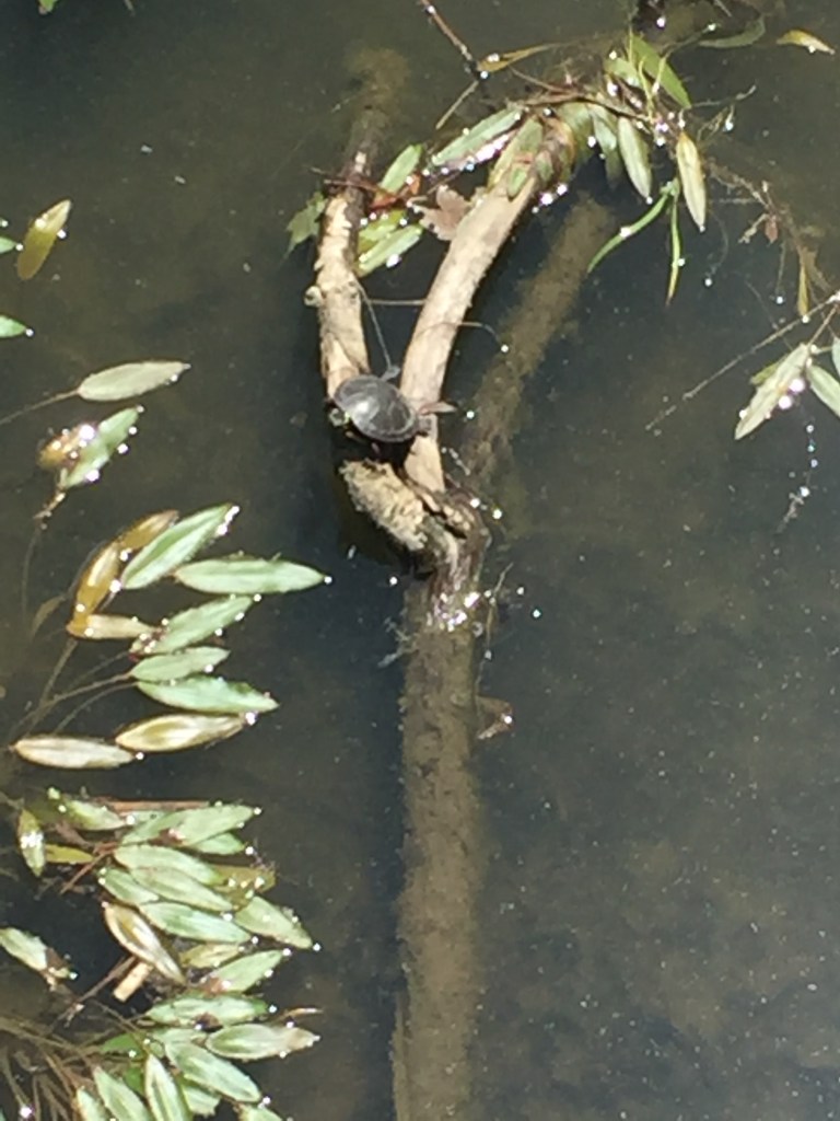 Turtle at one of the local parks I walk.  Slow and steady wins the race.